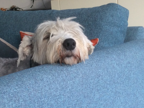 Brave Babes Battle Bus