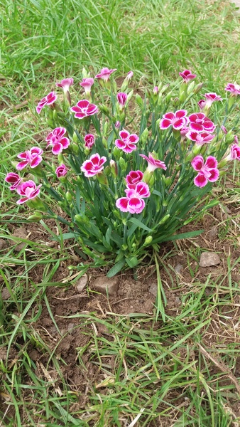 The Beautiful Ones, still sharing the love for Prince.