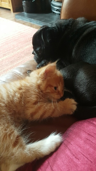 Kitten and dog playing