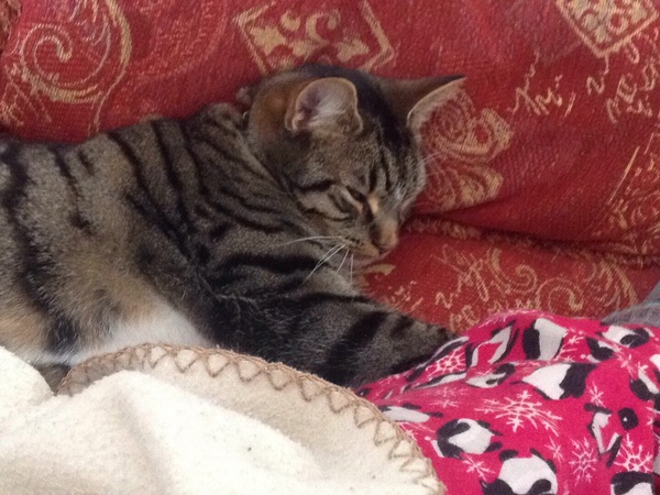 the paw - pictures