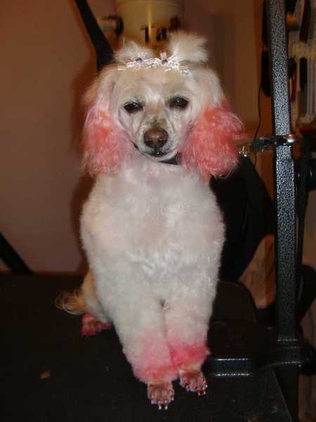 help with dog dye? I think we've been lied to