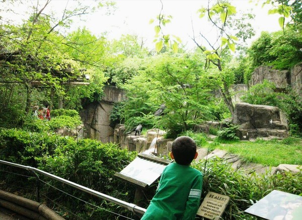 An endangered gorilla has been shot dead after a 4-yo fell into its zoo enclosure