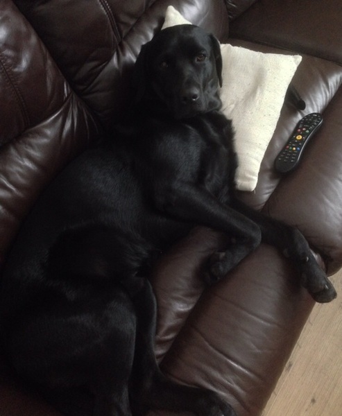 black labrador, area, pale tiled floors, moulting. out of control