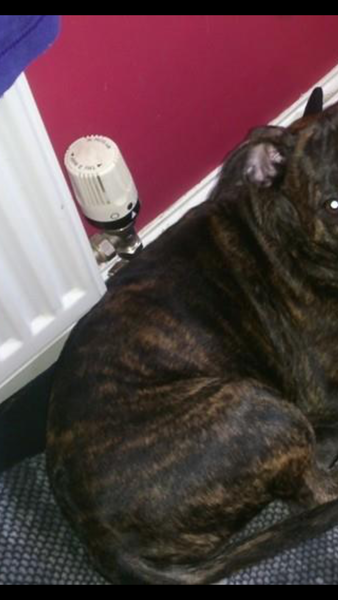 White with grey brindle markings?