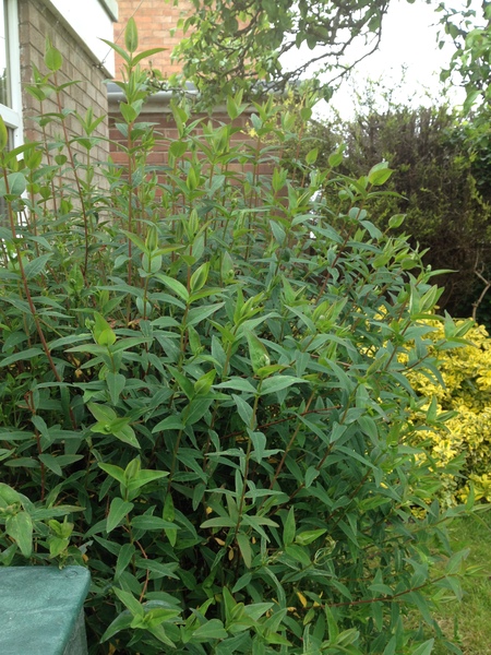 "in the midst of winter, I found there was within me, an invincible summer" Potting shed chat continues here