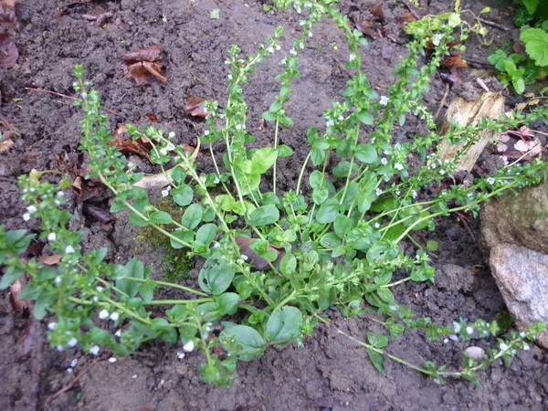 more plants to ID