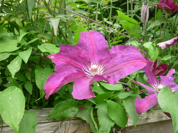 more plants to ID