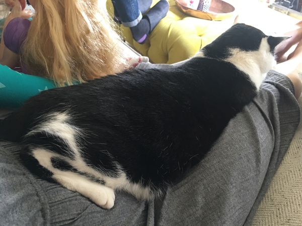 I have an obese mog!