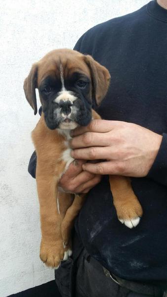 Can't wait for new puppyyyyyy!!!! Anyone else in waiting??