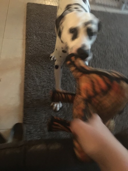 How much do you interact with your dog?