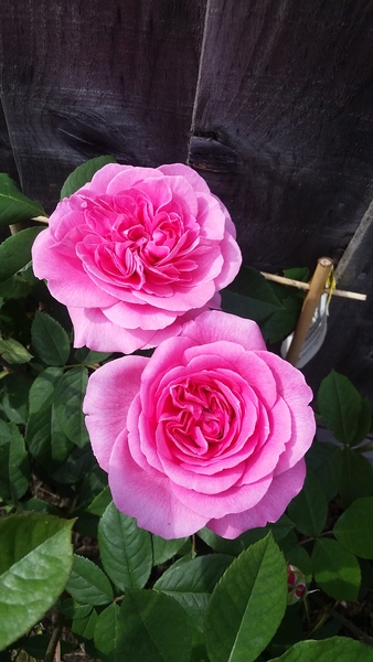 Rose that smells like a Rose