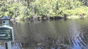 Accident of sorts at Disney in Florida, may be upsetting