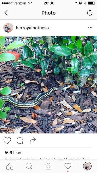 To ask you to look at the snake I found in the garden today? (title amended by MNHQ)