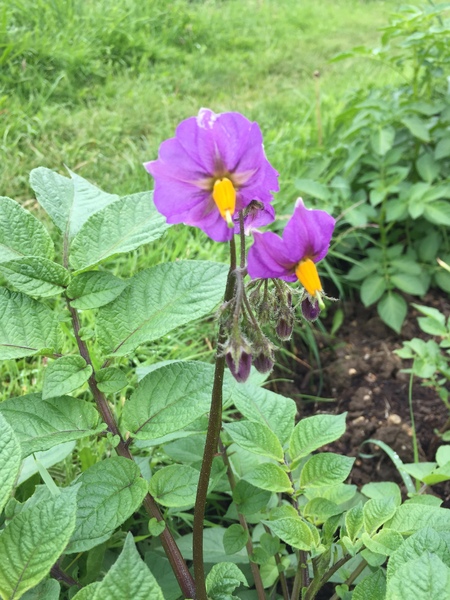 Allotment/Veg Patch Thread 6 -  Weed 'em and Reap!