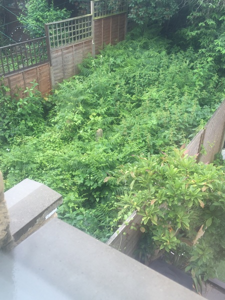 To pour weed killer over the fence to next doors garden?
