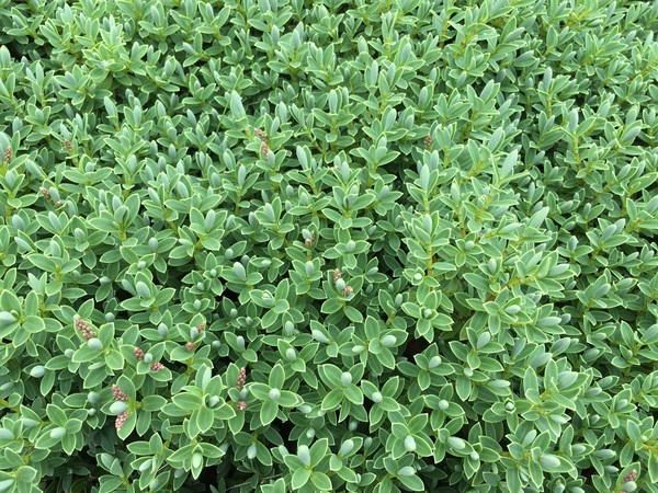 Can you identify this plant?