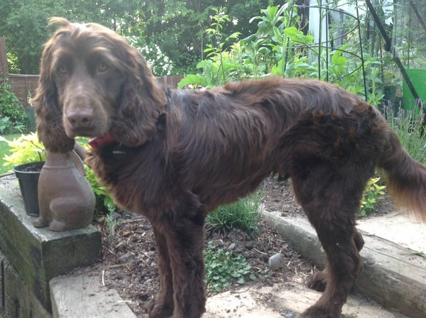 Brave Babes Battle Bus