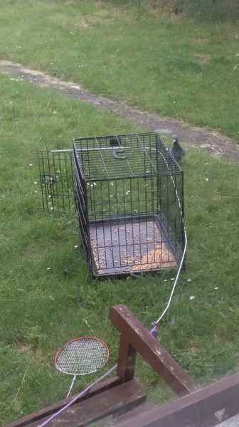 To think this pigeon should get in the damn cage