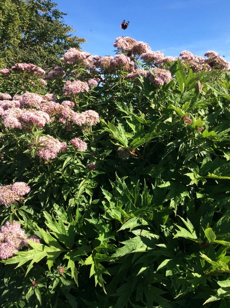 Plant identification - help