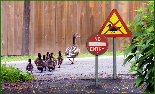 AIBU to think my new home developer can't put a wildlife corridor in my garden