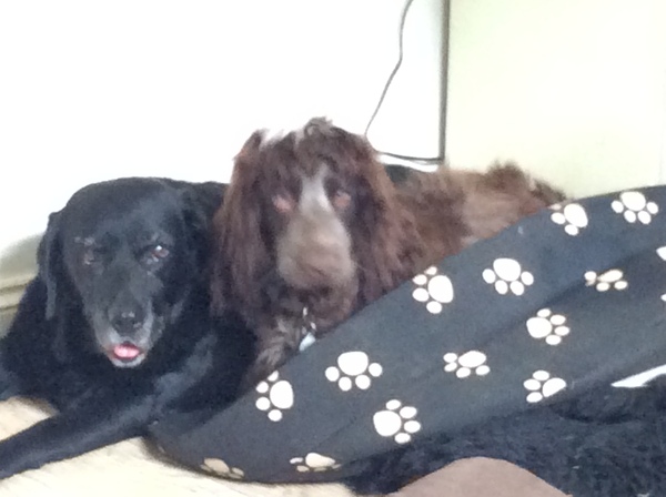 Does your dog attract attention?