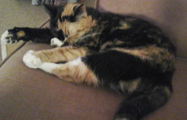 the paw - pictures