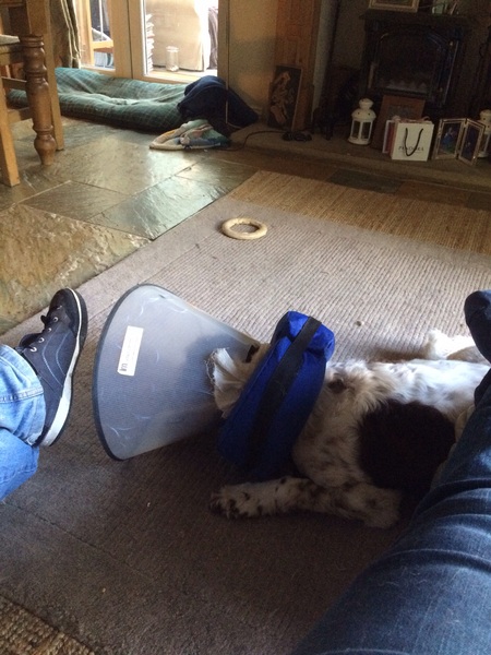 My dog is really unwell- any thoughts?