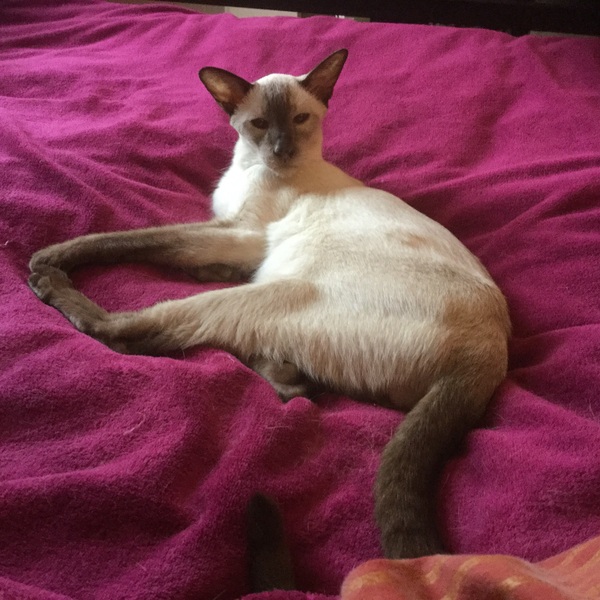 the paw - pictures
