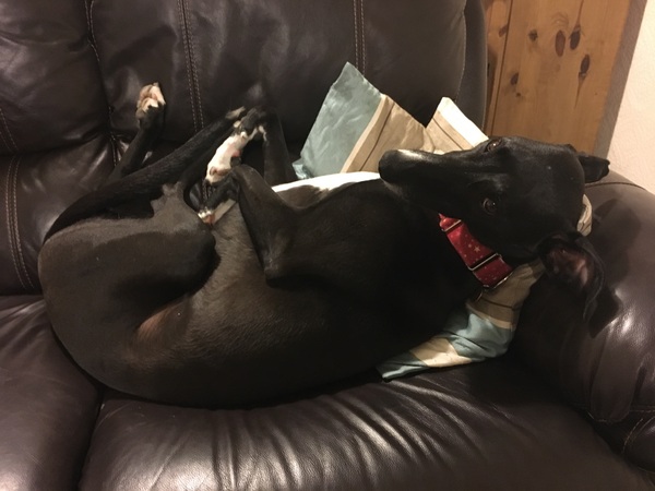 We've got a dog .....for two nights