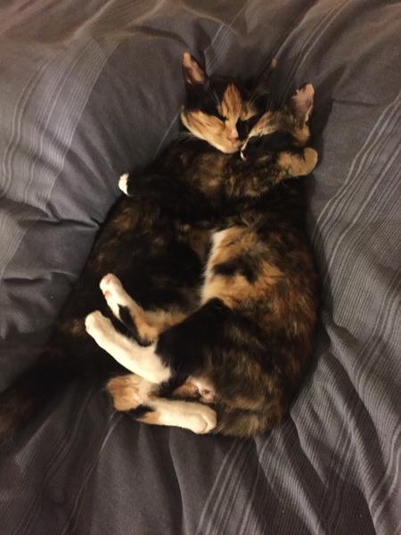 1 cat or 2?