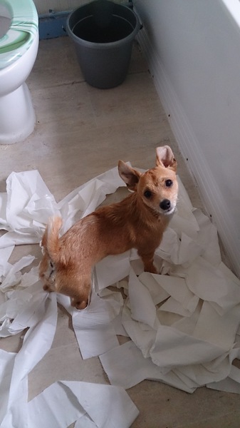 Does your dog attract attention?