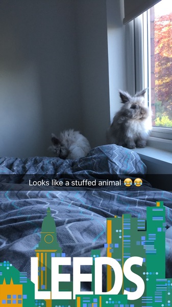 To hate the stupid rabbits