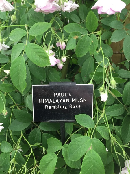 Our Girl and Captain James Addicts XXXV