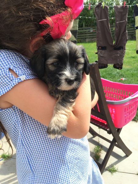 Can't wait for new puppyyyyyy!!!! Anyone else in waiting??