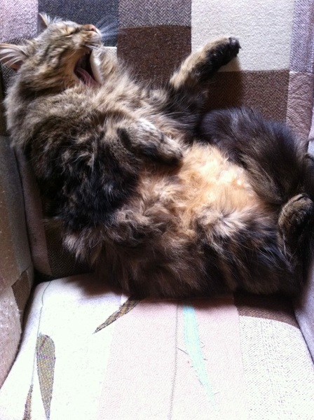 I have an obese mog!