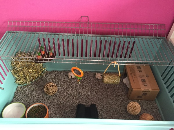 Tell me everything you know about Guinea pigs.