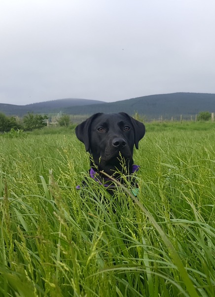 Brave Babes Battle Bus