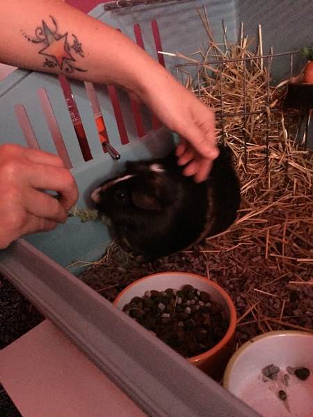Tell me everything you know about Guinea pigs.
