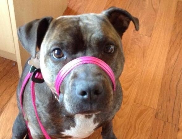 Help staffy!