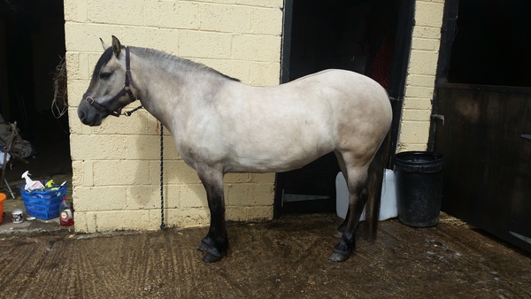 Any highland pony people here
