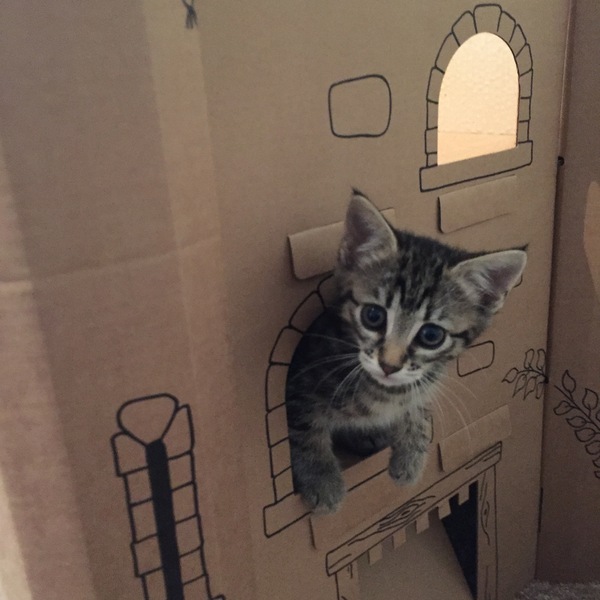 Help me think of better names (pics included)