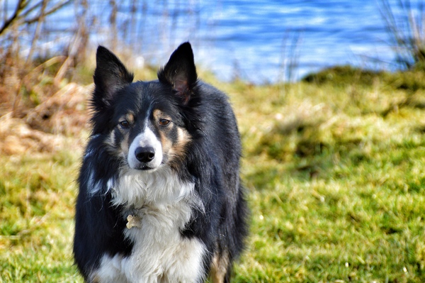 Finding a  "nice" rescue dog