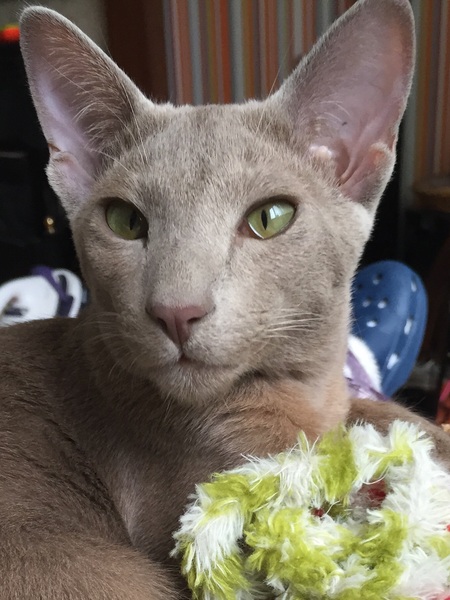 Are two cats just as easy as one?