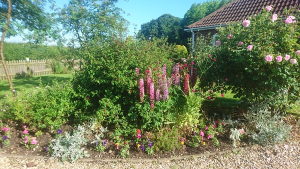 Hiding in the garden...