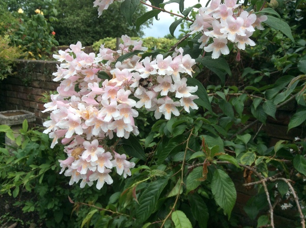 Please help me identify this plant...