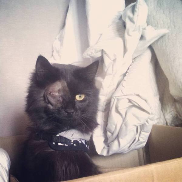 Advice needed on deciding treatment for my cat