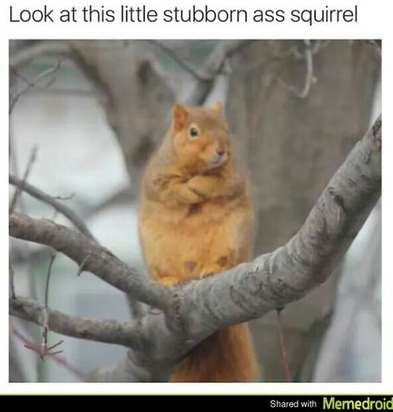 WWYD squirrelgate