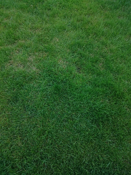 What's the problem with my lawn?