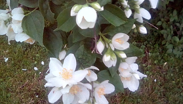 A plant identification one