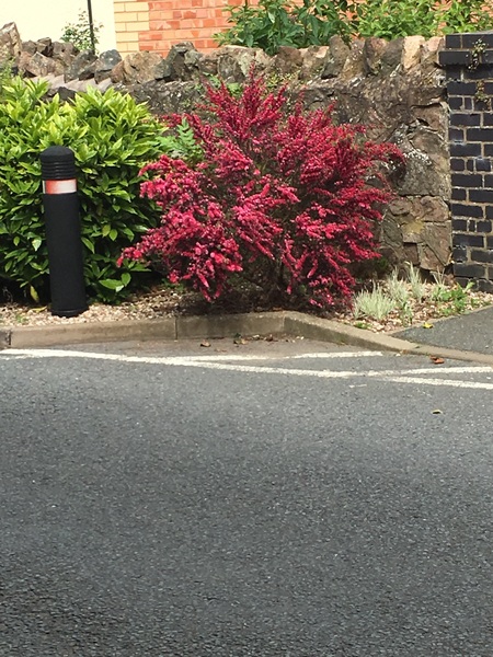 plant Id